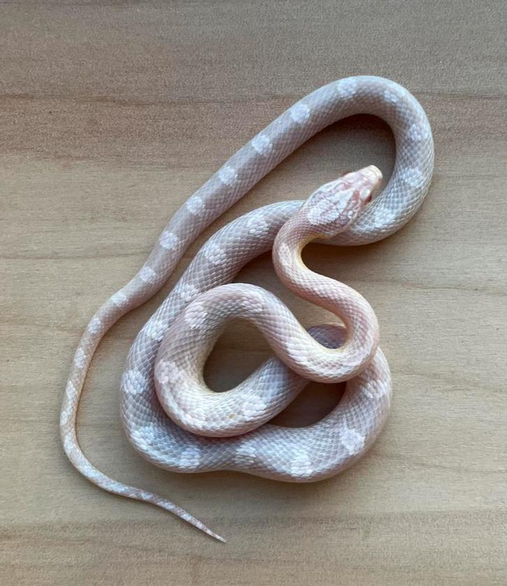 Korenslang 16 maand oud (soort: Lavender Whiteout), Dieren en Toebehoren, Reptielen en Amfibieën, Slang, 0 tot 2 jaar, Tam