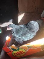 Mooie cochins M&V 2025, Dieren en Toebehoren, Pluimvee, Meerdere dieren, Kip