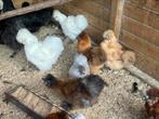 Ruime keuze sierkippen, Dieren en Toebehoren, Pluimvee