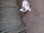 Cochin krielen, Dieren en Toebehoren
