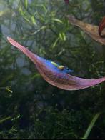 Neocaridina Blue Jelly - vuurgarnalen - garnalen, Dieren en Toebehoren, Vissen | Aquariumvissen, Kreeft, Krab of Garnaal, Zoetwatervis