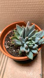 Pachyphytum hookeri vetplant in terra cotta, Huis en Inrichting, Kamerplanten, Ophalen