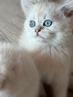 kittens Britse korthaar/ langhaar, Meerdere dieren, Gechipt, 0 tot 2 jaar