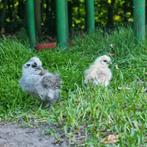 2 zijdehoen kuikens, Sexe inconnu, Poule ou poulet