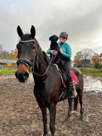 zeer lieve en grote ruin, geschikt voor elke ruiter!, Animaux & Accessoires, Chevaux, 175 cm ou plus, 11 ans ou plus, Hongre, L