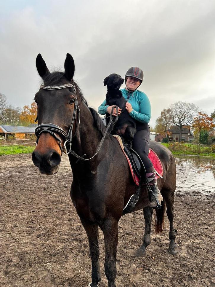 zeer lieve en grote ruin, geschikt voor elke ruiter!, Dieren en Toebehoren, Paarden, Ruin, L, 175 cm of meer, 11 jaar of ouder