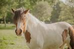 Verzorger gezocht voor Tinker - verzorgpaard aangeboden, Vermifugé, Hongre, Débourré, Poney de récréation