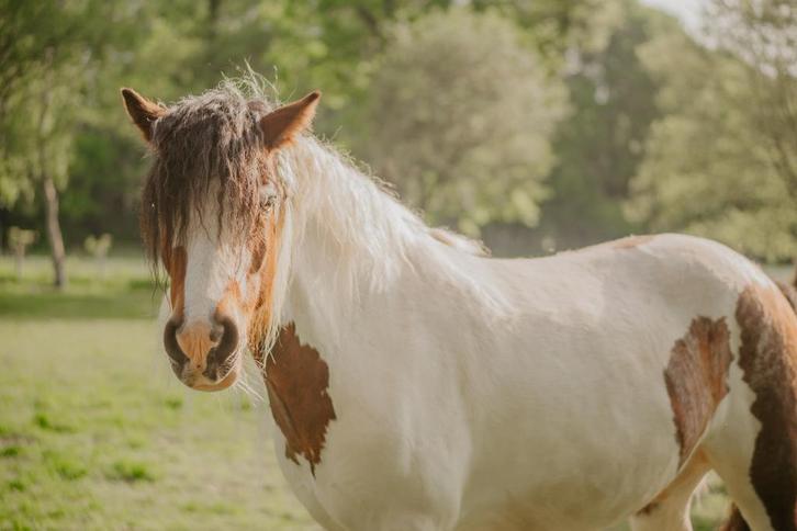 Verzorger gezocht voor Tinker - verzorgpaard aangeboden, Dieren en Toebehoren, Pony's, Ruin, Zadelmak, D pony (1.37m tot 1.48m)