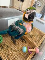 Blauw gele ara, Dieren en Toebehoren, Vogels | Parkieten en Papegaaien, Mannelijk, Papegaai, Geringd