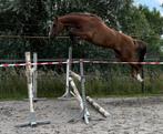 5-jarige fokmerrie/project paard, Dieren en Toebehoren, Paarden, Merrie, L, Springpaard, Gechipt