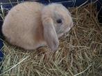 2 nederlandse hangoren voedsters, Dieren en Toebehoren, Konijnen, Vrouwelijk, 0 tot 2 jaar
