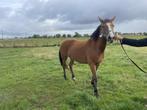 Kruising Haflinger -Arabier, Dieren en Toebehoren, Paarden, Merrie, Minder dan 160 cm, Niet van toepassing, Gechipt