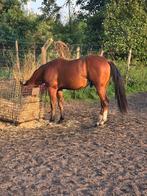 Quarter 3jarige hengst te koop, Dieren en Toebehoren, Paarden, Minder dan 160 cm, Gechipt, Hengst, 3 tot 6 jaar