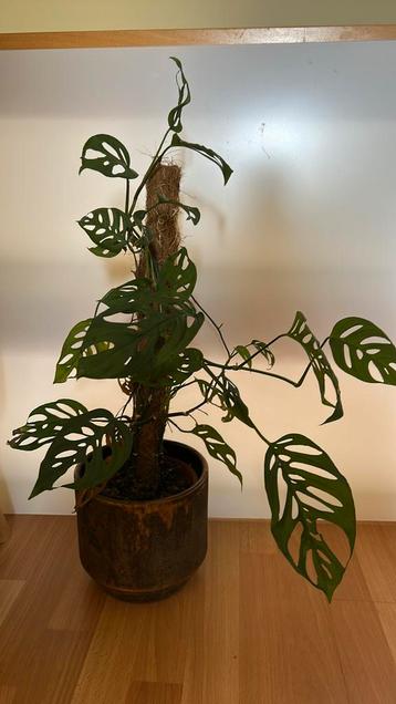 Monstera plant beschikbaar voor biedingen