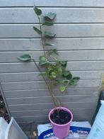 Zaailing Paarse sering, Tuin en Terras, Volle zon, Vaste plant, Lente, Ophalen
