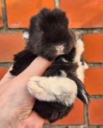 Franse hangoor, Oreilles tombantes