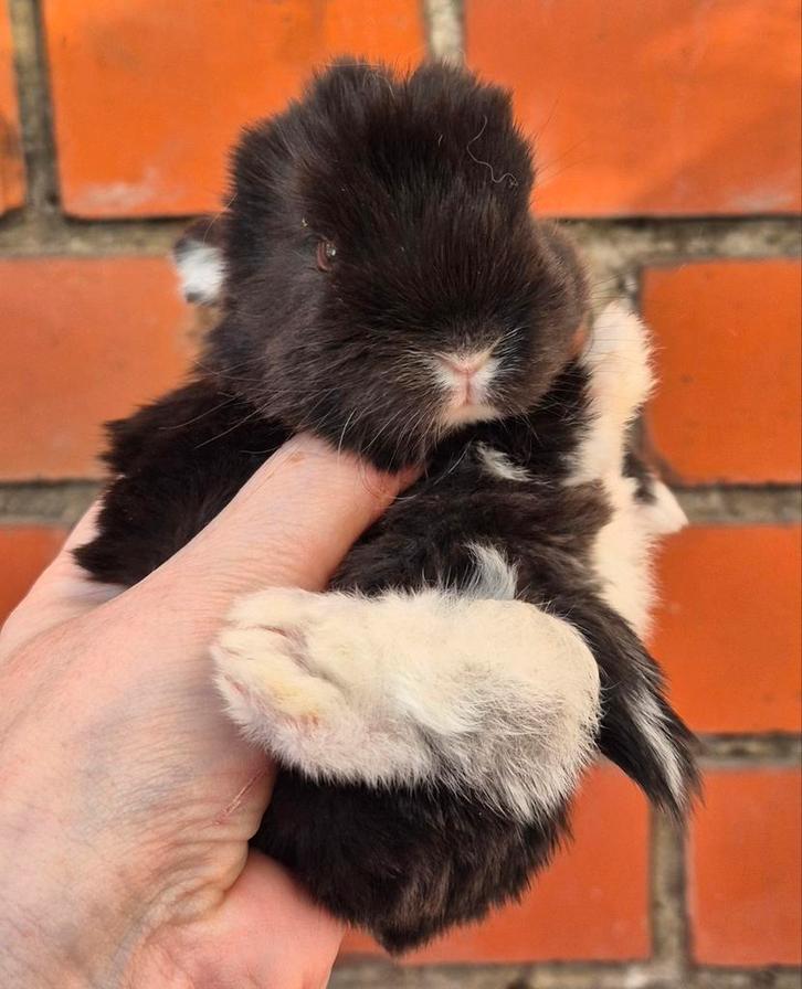 Franse hangoor, Animaux & Accessoires, Lapins, Oreilles tombantes