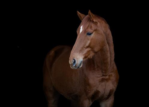 Lieve en knappe 5 jarige goed springgefokte ruin, Animaux & Accessoires, Chevaux, Hongre, 175 cm ou plus, 3 à 6 ans, Cheval de saut