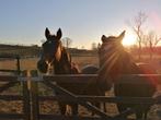 DSL9 paardenbox & weidegang, Dieren en Toebehoren, Stalling en Weidegang, Weidegang, 2 of 3 paarden of pony's