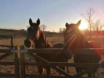 DSL9 paardenbox & weidegang beschikbaar voor biedingen