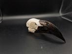Skull Von der Deckens tok (femelle) 3, Collections, Collections Animaux, Comme neuf, Crâne, Enlèvement ou Envoi, Oiseaux