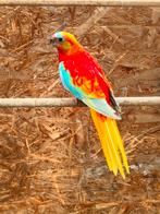 Turquoisine parkiet, Dieren en Toebehoren, Mannelijk, Parkiet, Geringd
