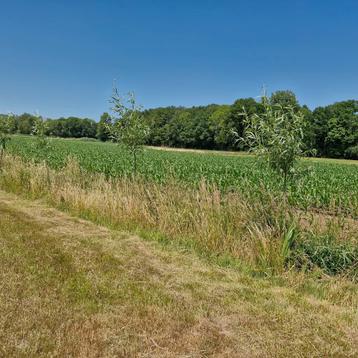 Jonge knotwilgen beschikbaar voor biedingen