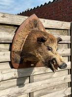 Opgezette groot everzwijn kop, Ophalen of Verzenden