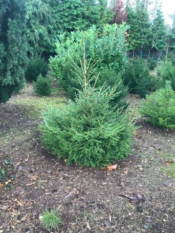 KERSTBOMEN fijnspar beschikbaar voor biedingen