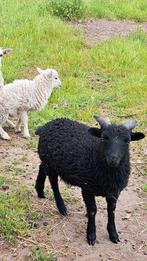 Ouessant lammetjes