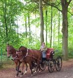 Spider van den heulen, Animaux & Accessoires, Comme neuf