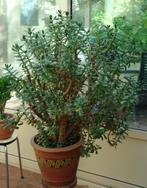 Crassula Ovata, Huis en Inrichting, Kamerplanten, Ophalen, Vetplant, In pot, Minder dan 100 cm
