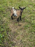 Dwerggeit met lammetje, Dieren en Toebehoren, Schapen, Geiten en Varkens