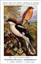 Pie-grièche à tête rouge — Nº 175 —  Musée belge d'histoire, Collections, Envoi, Non affranchie, Oiseaux