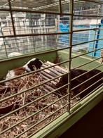 2 cavia's gratis te krijgen, Cavia, Mannelijk, Tam, September