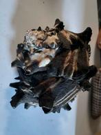 Schelpen, Ophalen of Verzenden, Schelp(en)