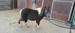 Leuke pony, Animaux & Accessoires, Poneys, Jument