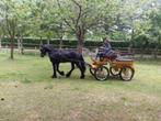 groom, Dieren en Toebehoren, Paarden