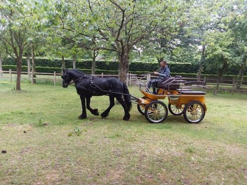 groom, Dieren en Toebehoren, Paarden