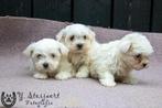 schattige maltezer pups, beide ouders zijn hier aanwezig, Dieren en Toebehoren, België, Maltezer, Reu, CDV (hondenziekte)