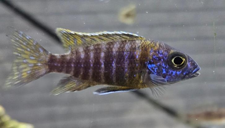 Aulonocara stuartgranti malawicichlide, Dieren en Toebehoren, Vissen | Aquariumvissen, Zoetwatervis, Vis