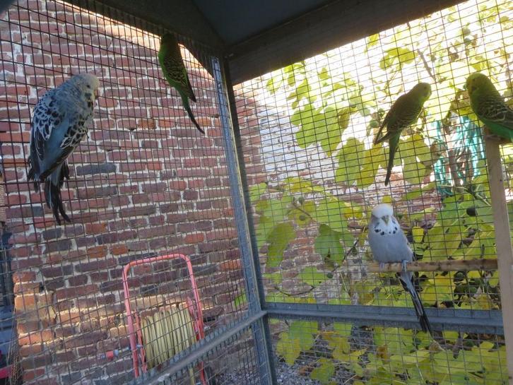 Engelse parkiet (2) golvend (3) + volière, Dieren en Toebehoren, Vogels | Hokken en Kooien, Volière, Ophalen