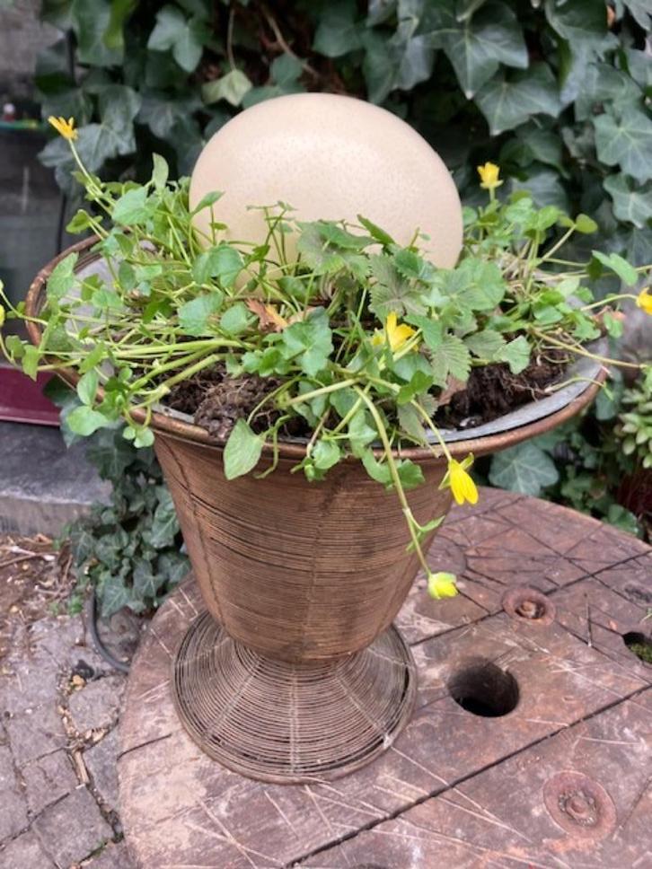 STRUISVOGELEI 16 CM OP 12 CM, Verzamelen, Mineralen en Fossielen, Overige typen, Ophalen of Verzenden