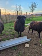 Ouessant ram, Dieren en Toebehoren, Mannelijk, Schaap, 0 tot 2 jaar