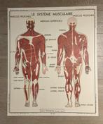 Oud Rossignol leerbord menselijk lichaam 15 en 16, Antiek en Kunst, Ophalen of Verzenden