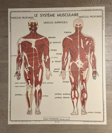 Oud Rossignol leerbord menselijk lichaam 15 en 16 beschikbaar voor biedingen