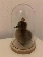 Taxidermie cadeautip eendenkuiken bruin dons kroon stolp, Verzamelen, Dierenverzamelingen, Ophalen of Verzenden, Nieuw, Boerderijdier