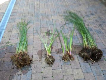 Lot 2 - plantes aquatiques étang, marre, zone humide  beschikbaar voor biedingen