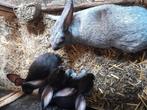 Voedster Belgisch zilver, Dieren en Toebehoren, Konijnen