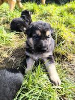 Duitse herder pups, Dieren en Toebehoren, Honden | Herdershonden en Veedrijvers, België, CDV (hondenziekte), 8 tot 15 weken, Meerdere